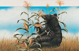 BlackBearYellowCorn