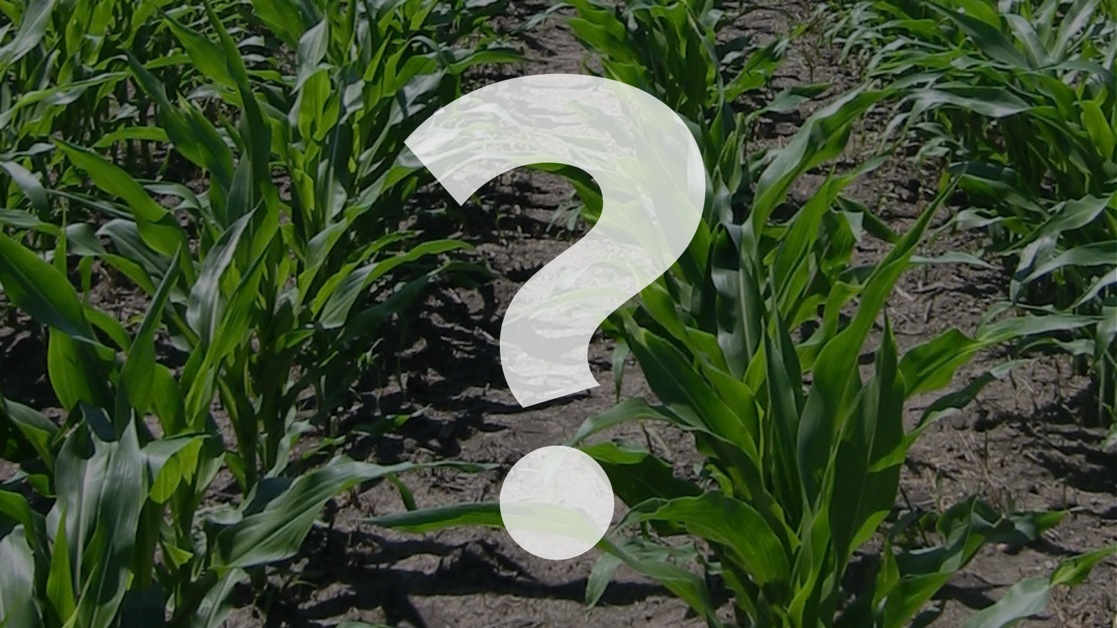 Spring Grain Marketing: Are You Asking Farmers the Right Questions?