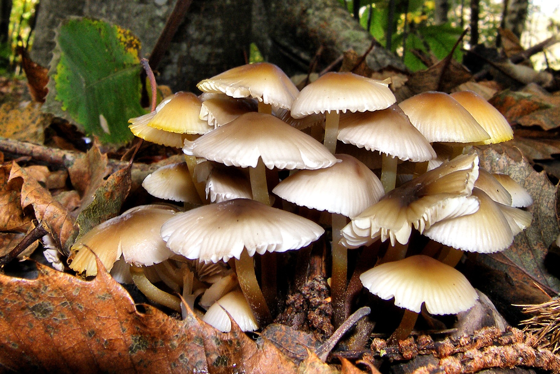 mushrooms_4b2c783421b2f_hires.jpg