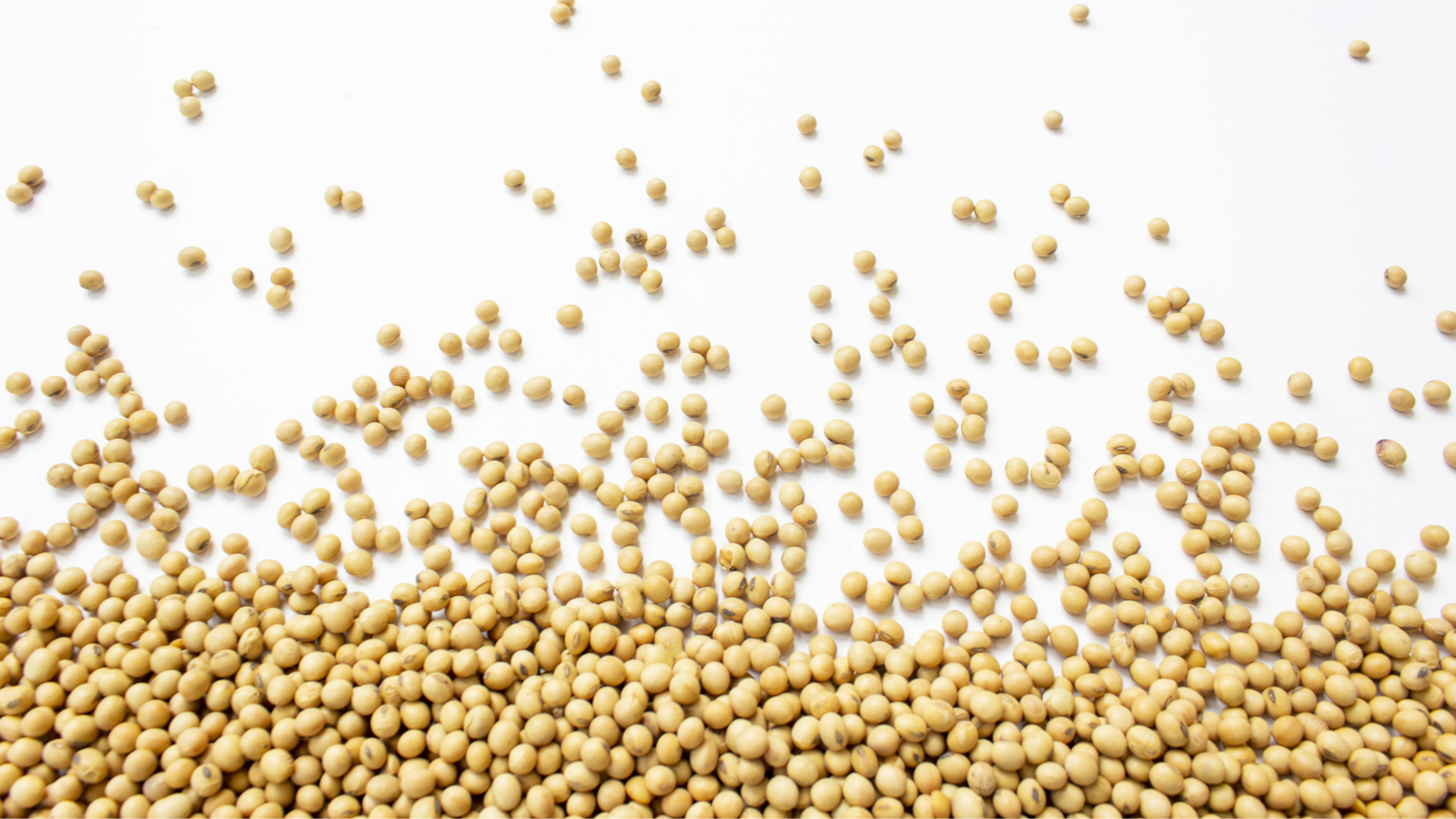 soybeans