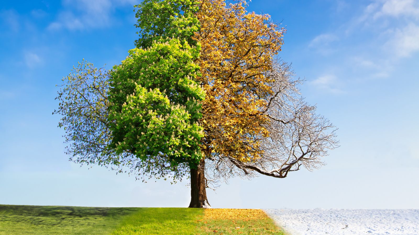 Tree Transition Between Summer and Fall